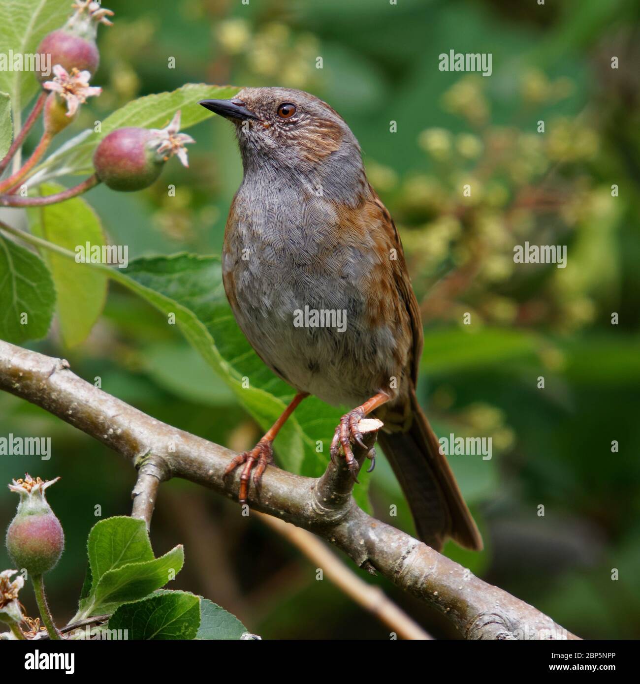 Dunnock on a branch of an apple tree Stock Photo