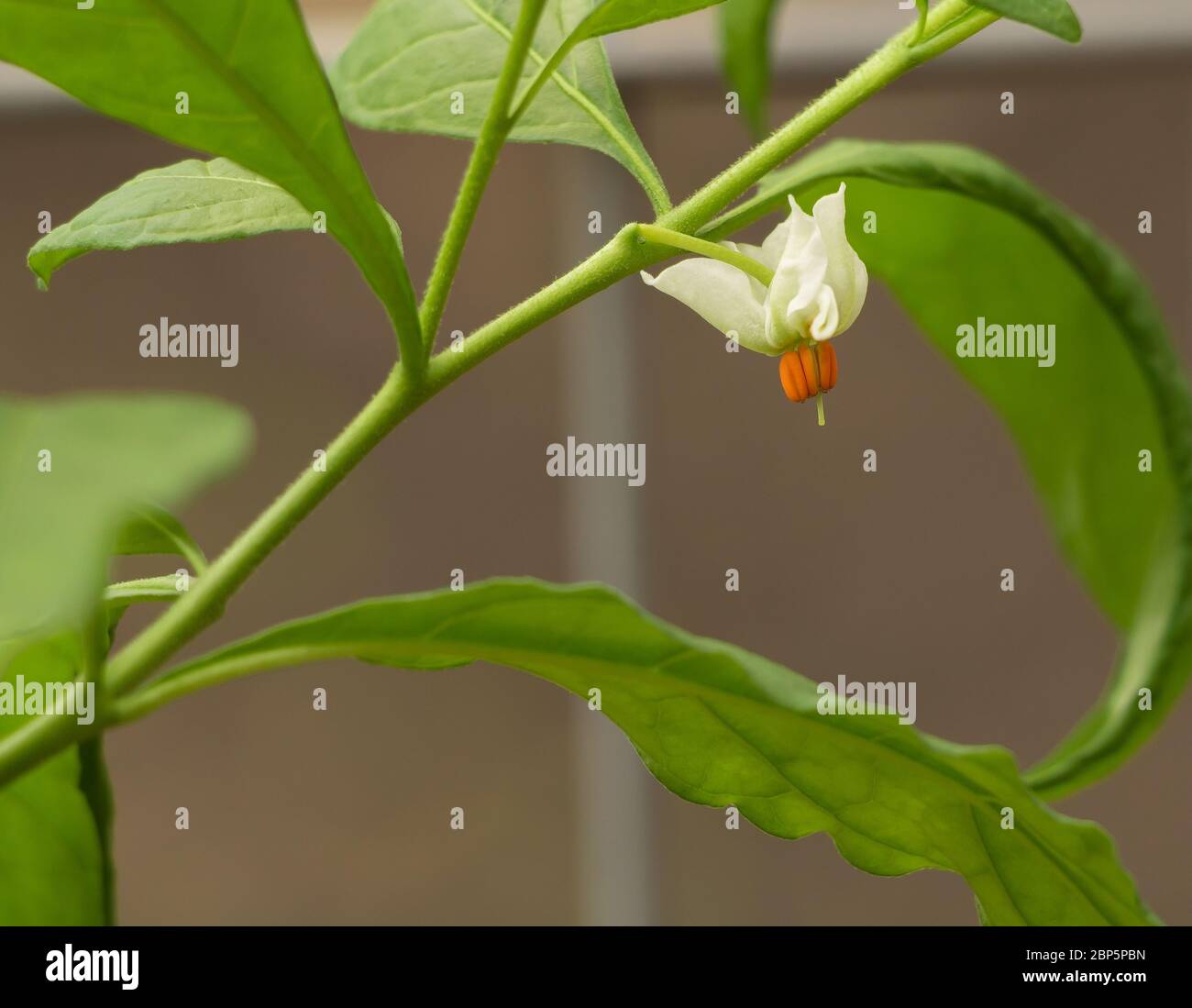 Solanum pseudocapsicum in bloom with white tiny flower Stock Photo - Alamy