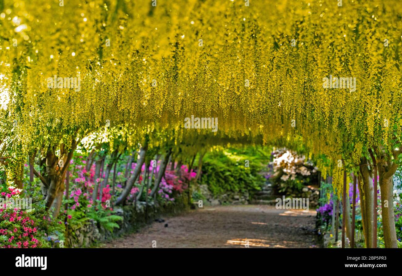 The golden laburnum arch at the National Trust's Bodnant Gardens near Colwyn Bay, Conwy, North Wales, as the gardens remain closed to visitors during the coronavirus pandemic. This season is the earliest that the 145-year-old laburnum arch has flowered in a decade. Stock Photo
