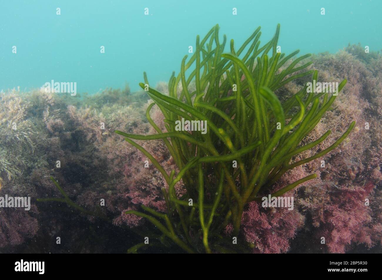 Bright green bush like algae in very murky water in front of rocky reef. Stock Photo
