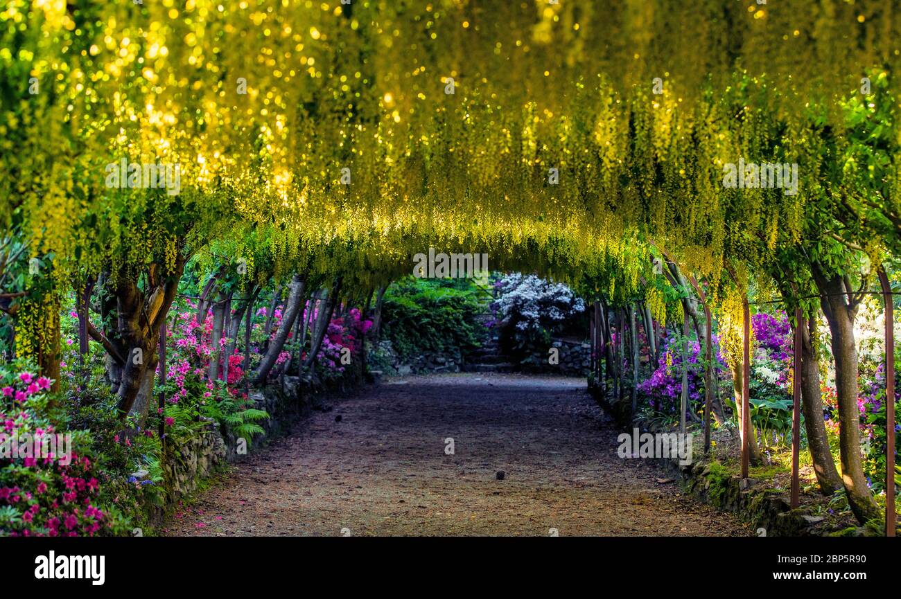 The golden laburnum arch at the National Trust's Bodnant Gardens near Colwyn Bay, Conwy, North Wales, as the gardens remain closed to visitors during the coronavirus pandemic. This season is the earliest that the 145-year-old laburnum arch has flowered in a decade. Stock Photo