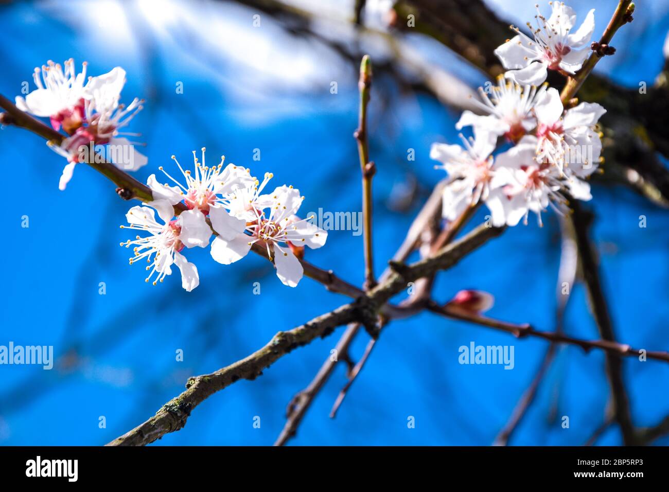 Cherry Blossom Trees Nature And Spring Time Background Apple Branch With Beautiful Sky Background White Sakura Close Up Selective Focus Stock Photo Alamy Cherry Blossom Trees Nature And Spring Time Background Apple Branch With Beautiful Sky Background White Sakura Close Up Selective Focus Stock Photo Alamy