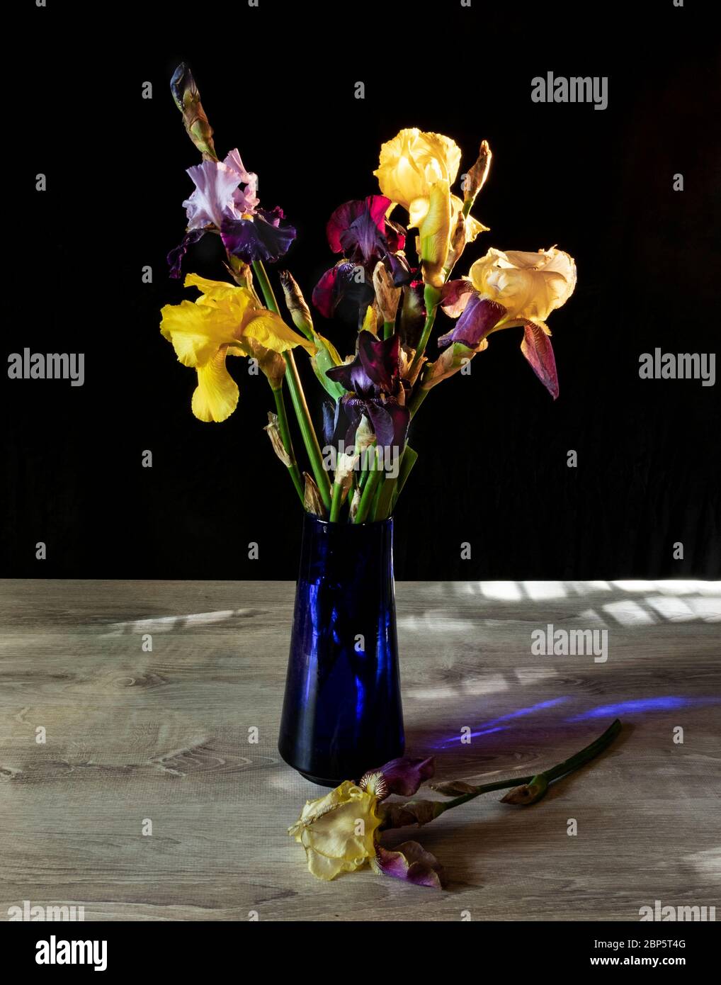 Bouquet of bright multicolored irises in a glass blue vase. Vase with beautiful varied irises