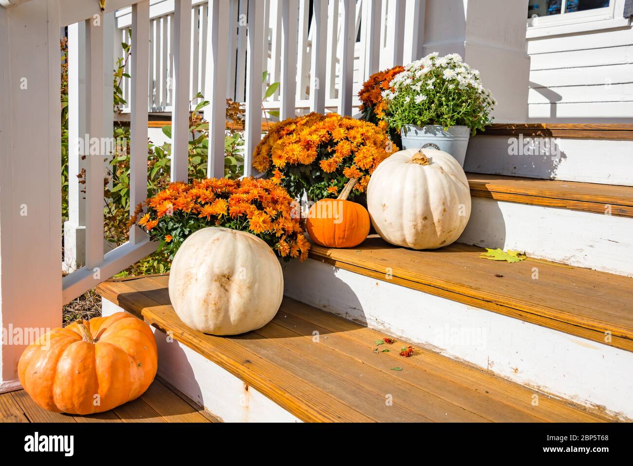 Mums & Pumpkins on Wooden Steps, Vermont Stock Photo
