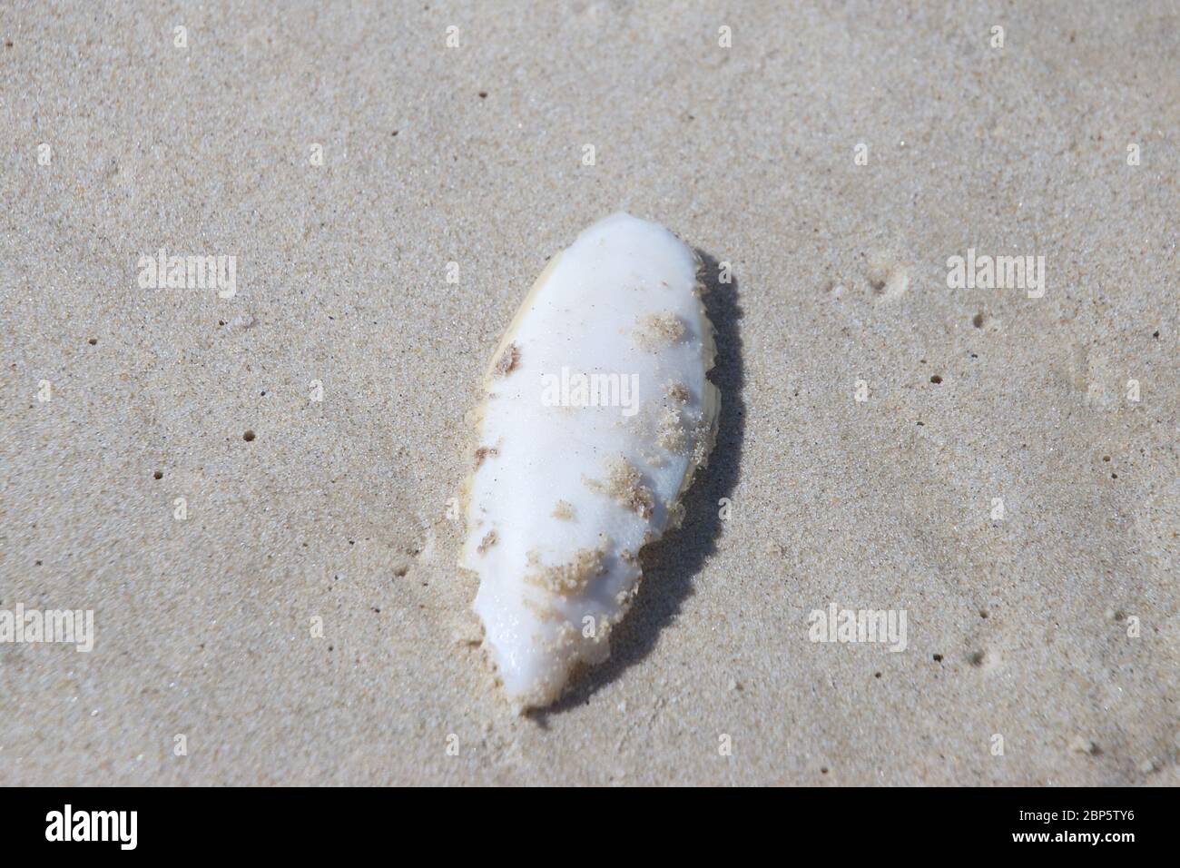 Sepia bone from the sea Stock Photo