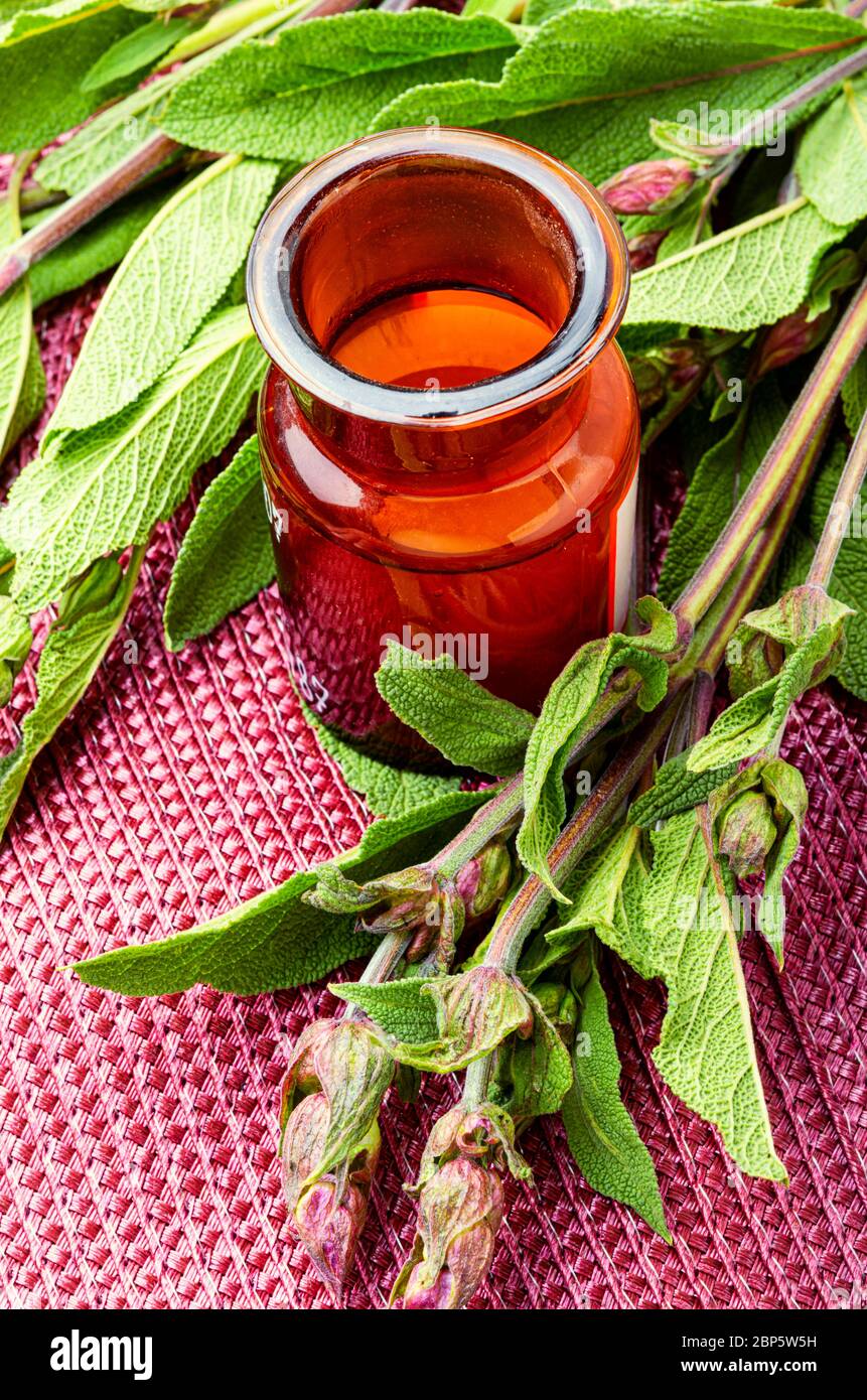 Sage leaves or salvia in herbal medicine Stock Photo Alamy