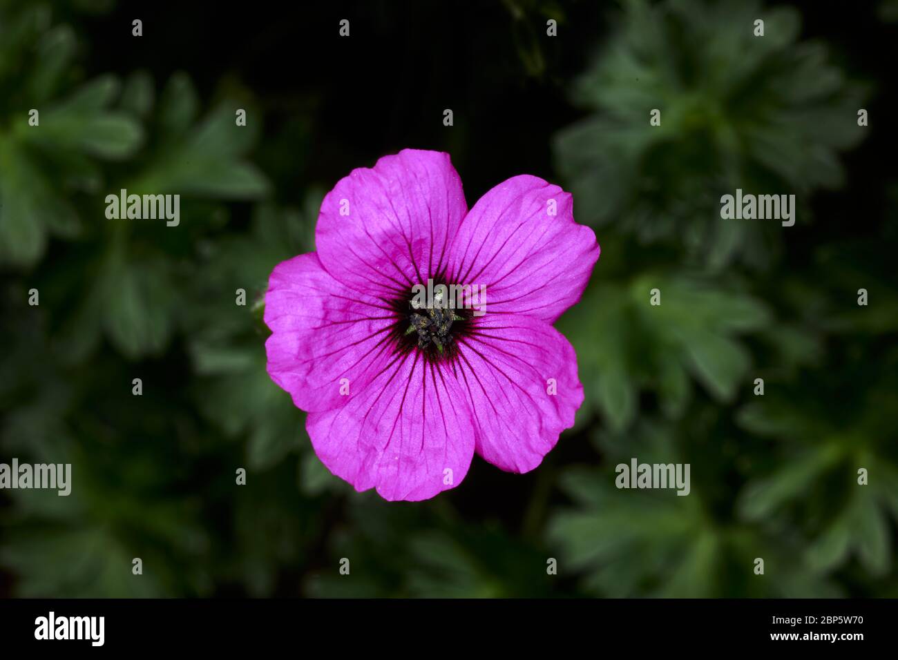 Single geranium flower (cinereum jolly jewel) Stock Photo