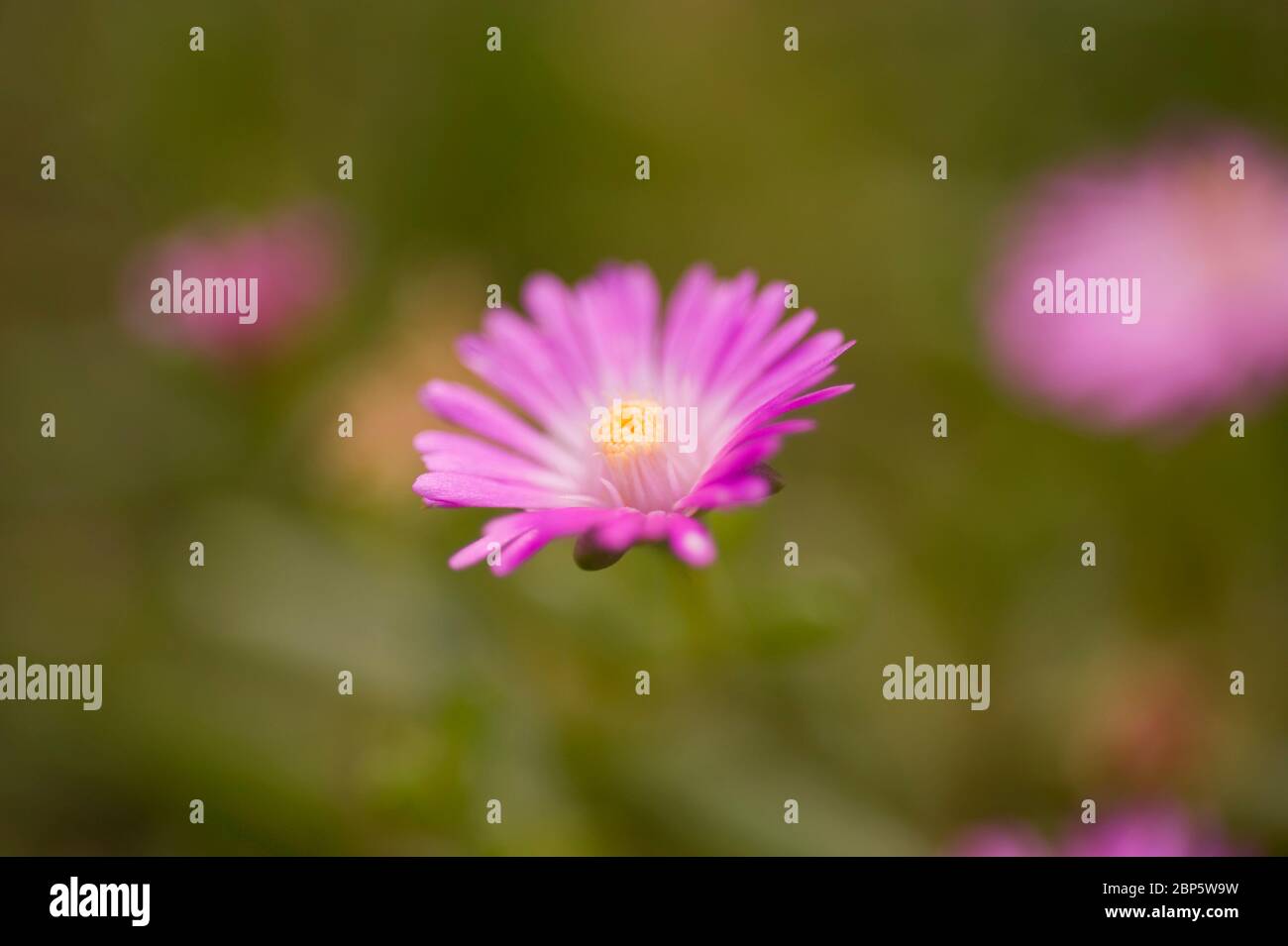 Delosperma Stock Photo