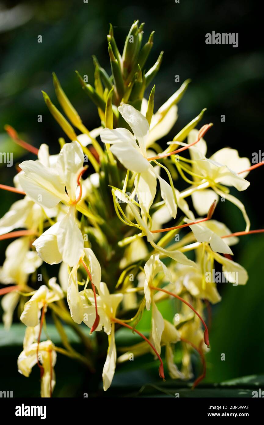 Hedychium gardnerianum, kahili ginger, kahila garland lily Stock Photo