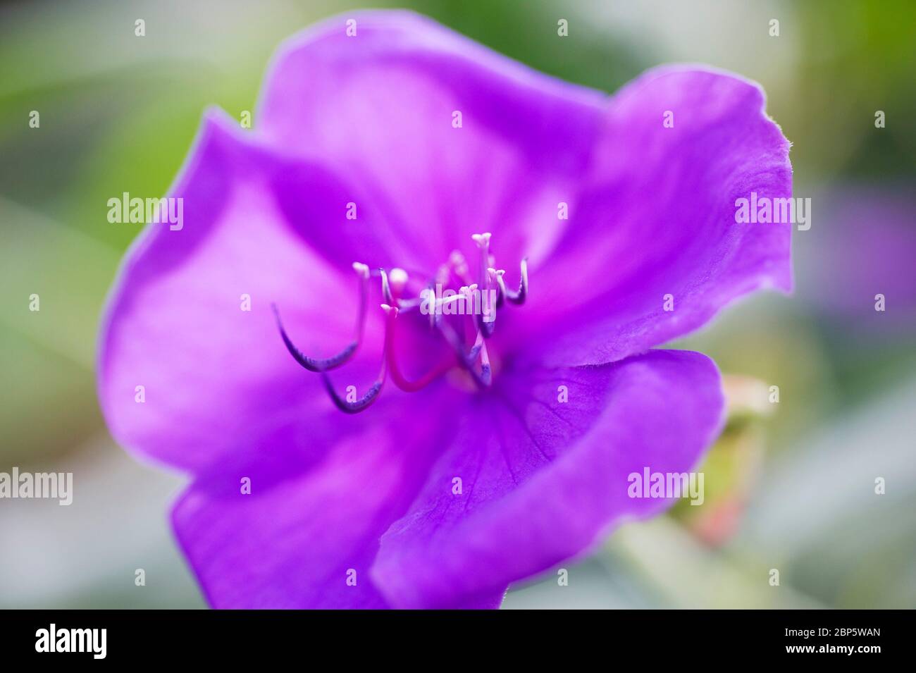Tibouchina urvilleana, ‘edwardsii’, princess flower, purple glory bush Stock Photo