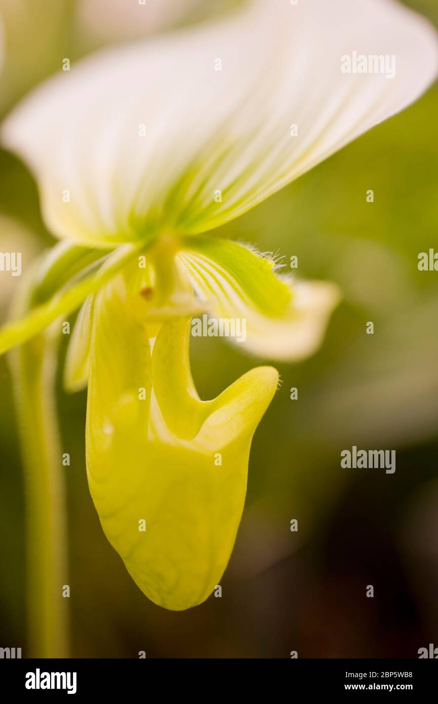 Paphiopedilum maudiae, slipper orchid Stock Photo