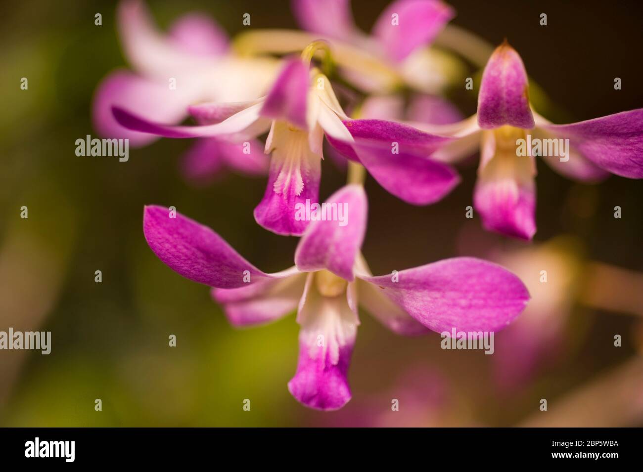 Dendrobium phalaenopsis, orchid Stock Photo