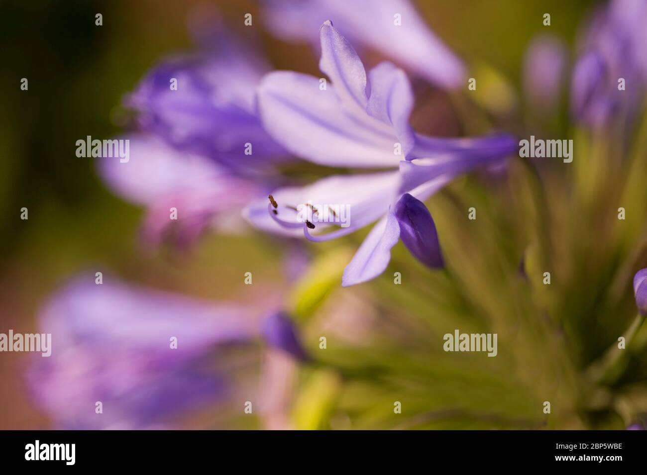 Agapanthus, lily of the nile Stock Photo