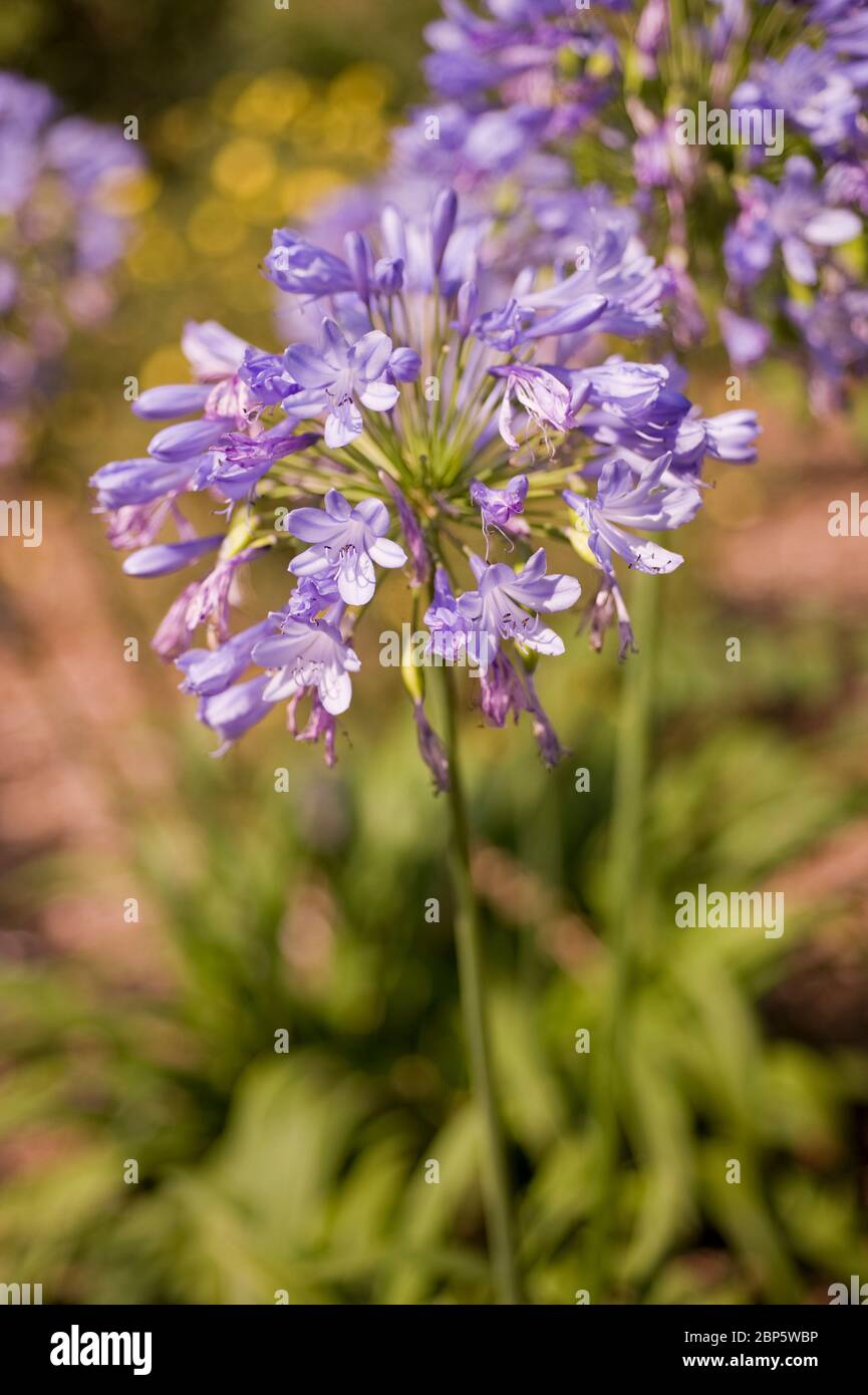 Agapanthus, lily of the nile Stock Photo