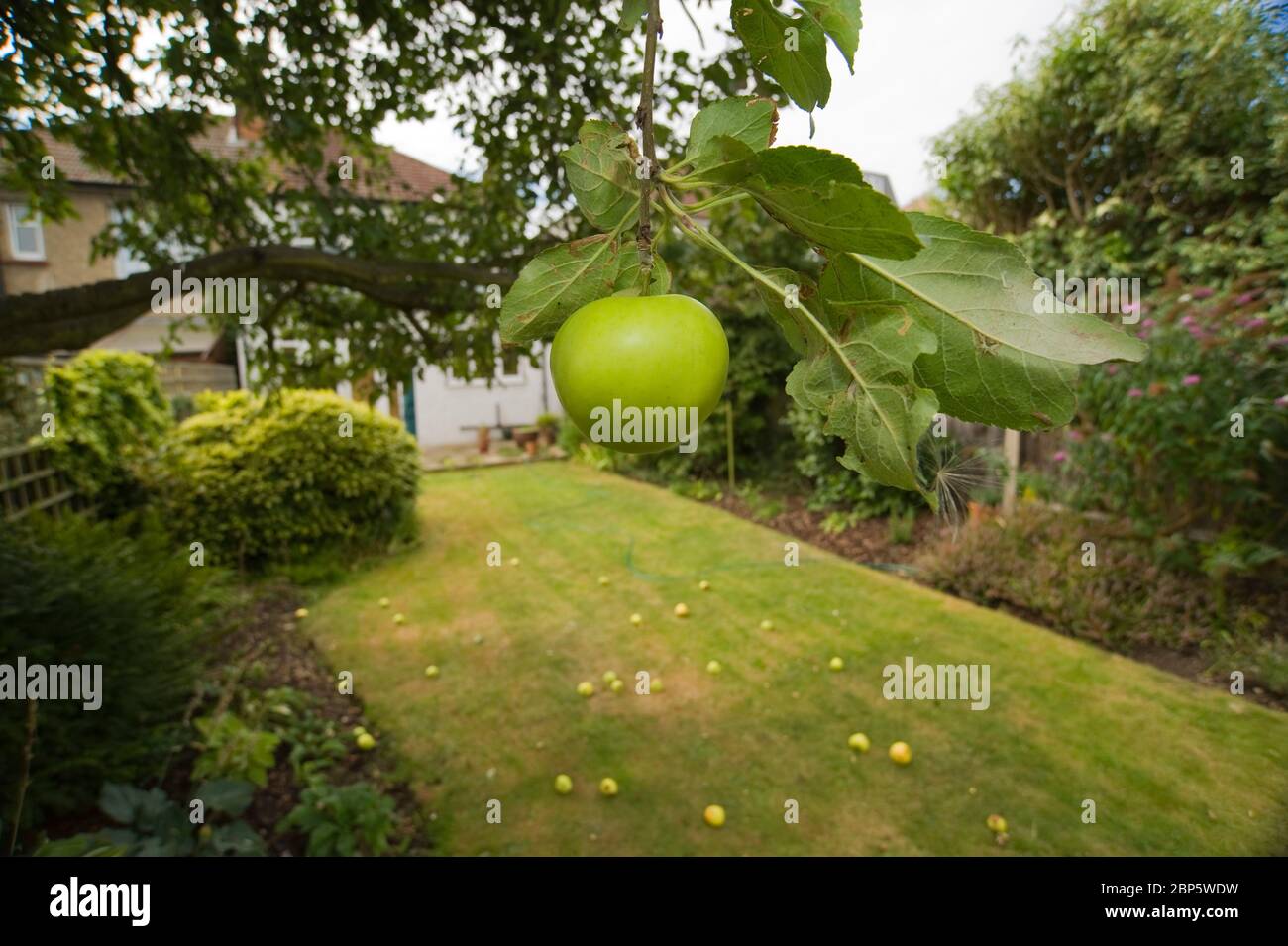 Bramley cooking apple tree hi-res stock photography and images - Alamy