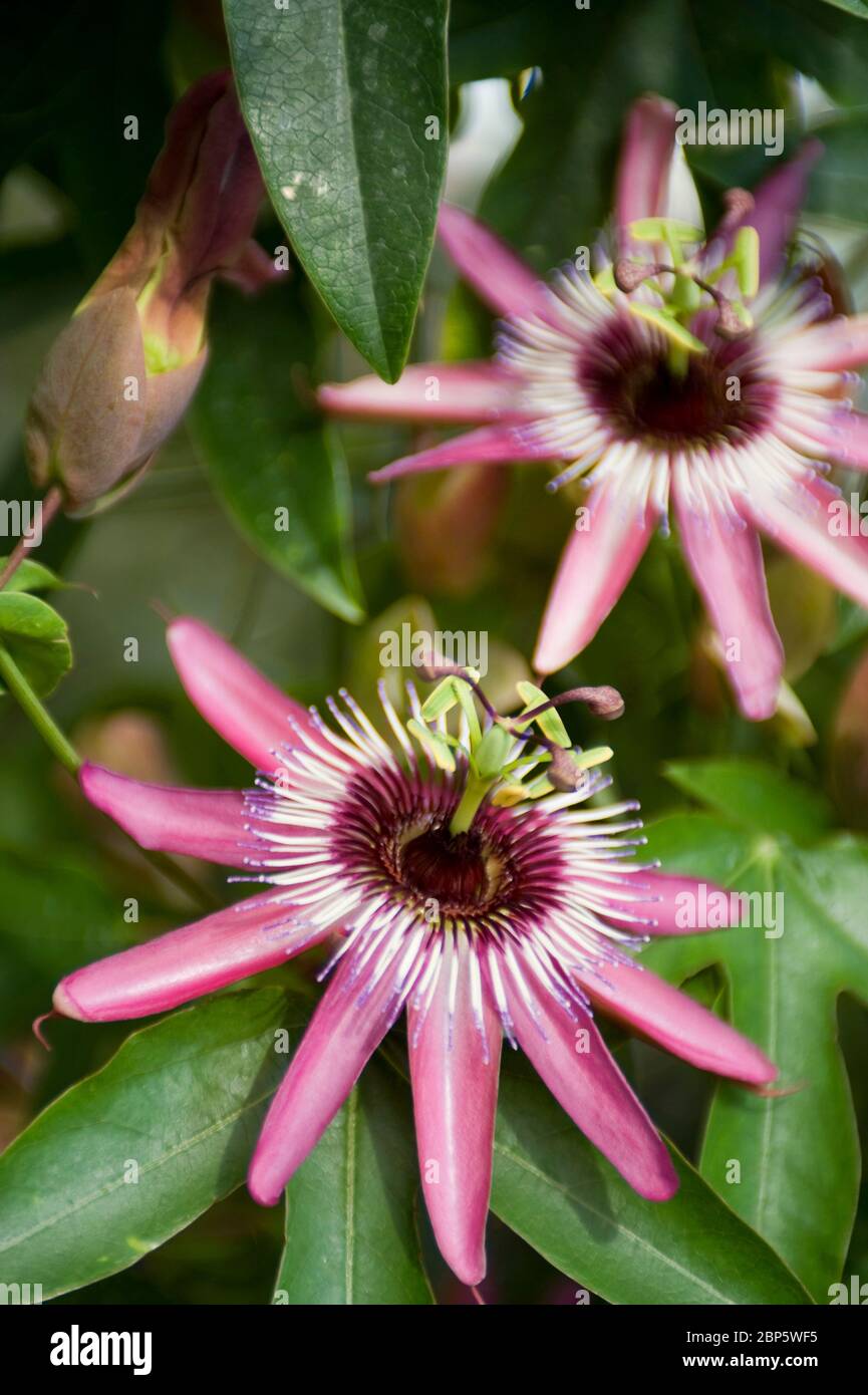 Passion flower, Passiflora species Stock Photo