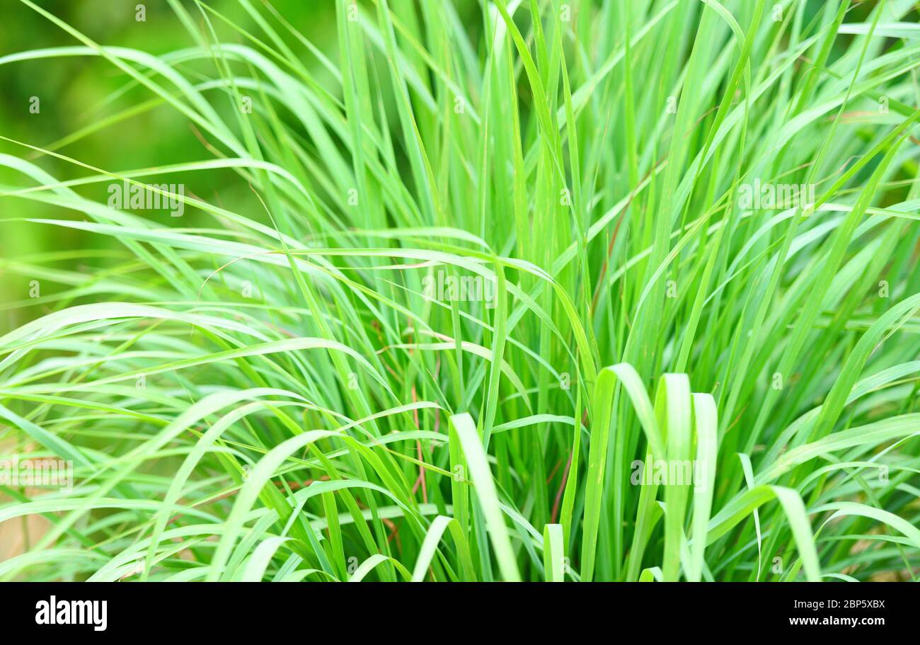 lemon grass plant in the garden for ingredients used in thai food