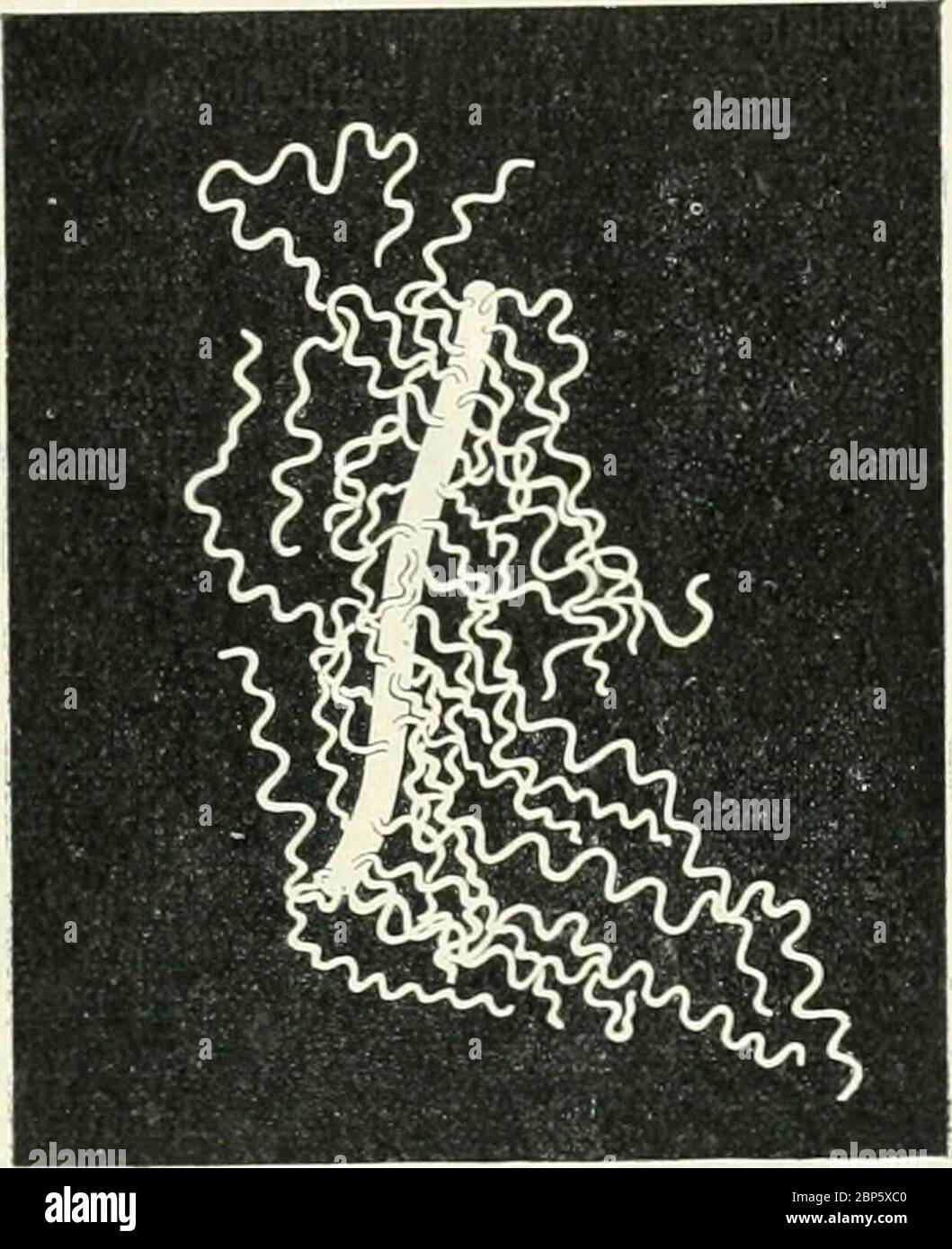 'Bakterien und Strahlenpilze' (1922) Stock Photo
