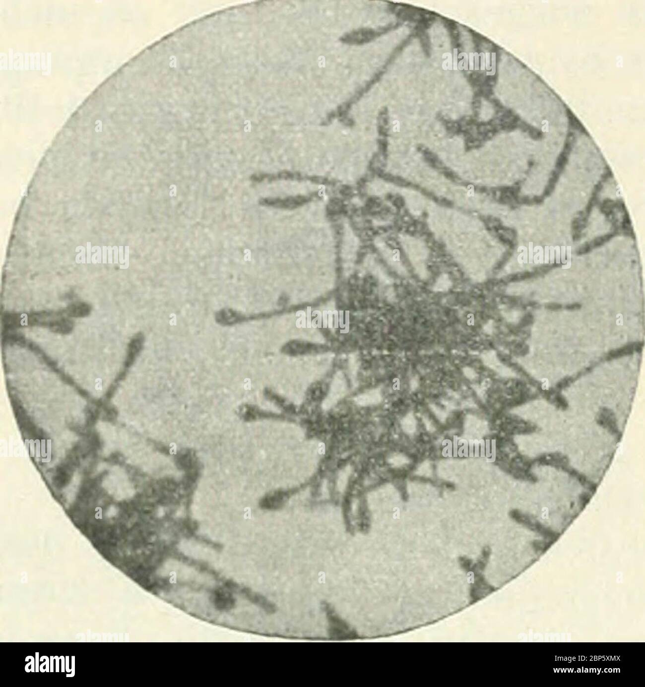 'Bakterien und Strahlenpilze' (1922) Stock Photo