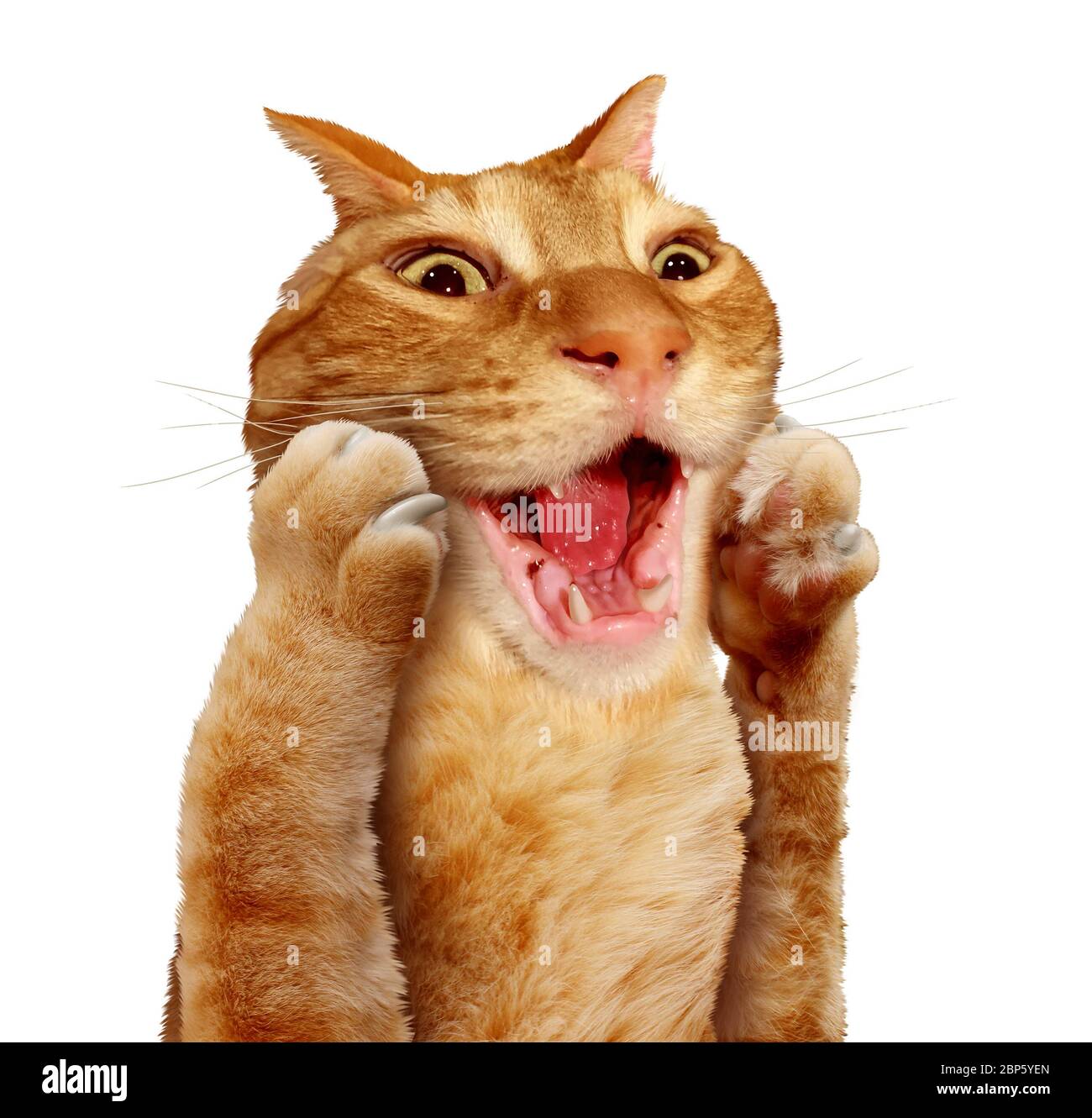 Surprised Cat Expression as a scared kitten or astonished feline animal. Stock Photo