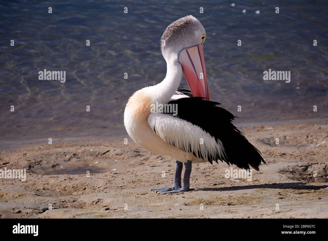 An Australian Pelican (Pelecanus conspicillatus) Stock Photo