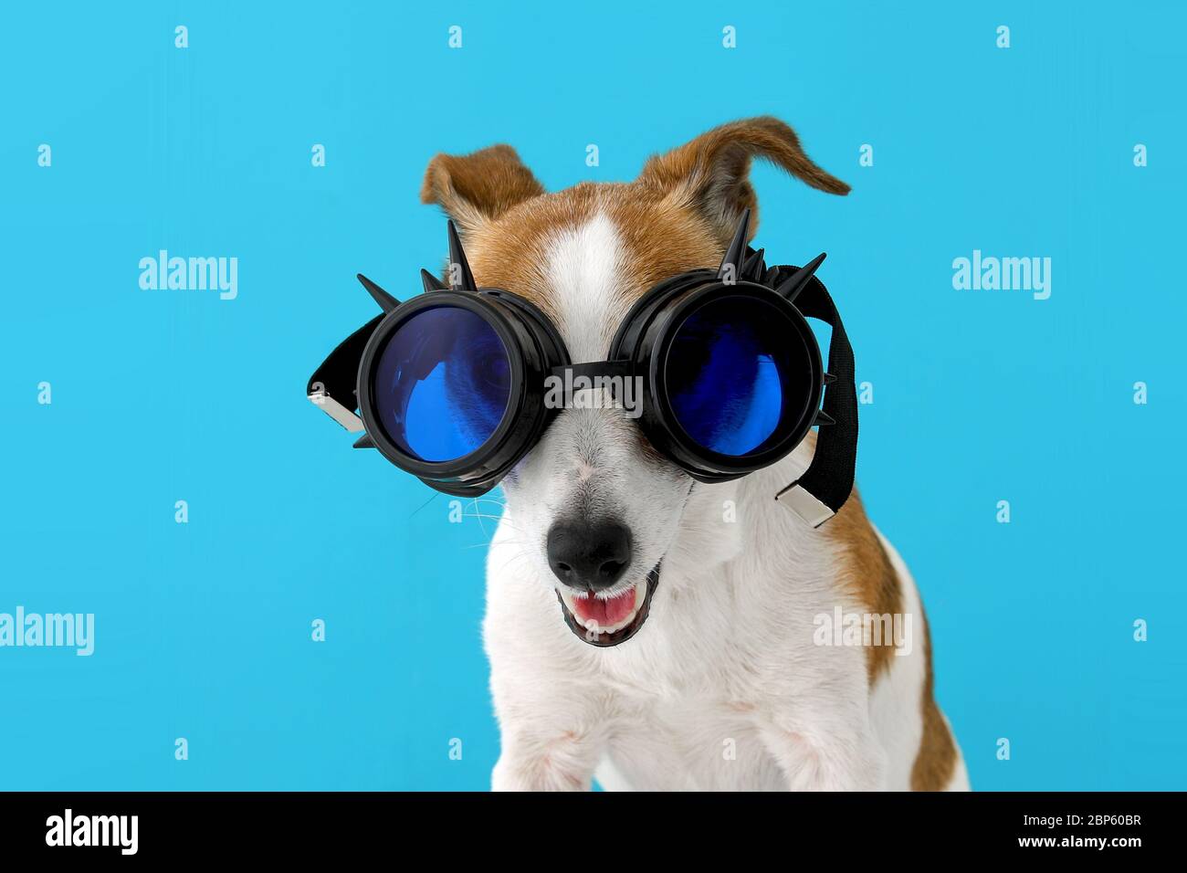 Fantasy cyberpunk dog glasses Stock Photo