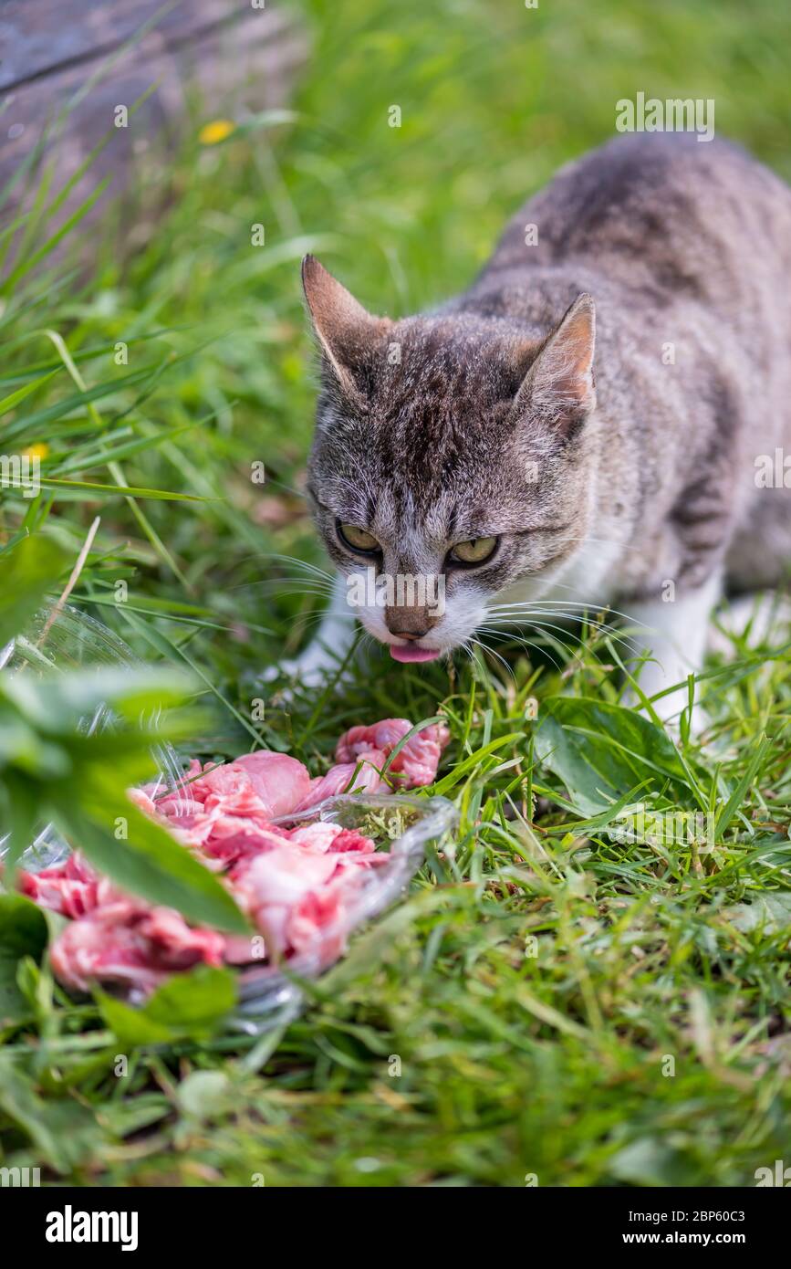Cat adorable animal. Concept of connection with nature Stock Photo