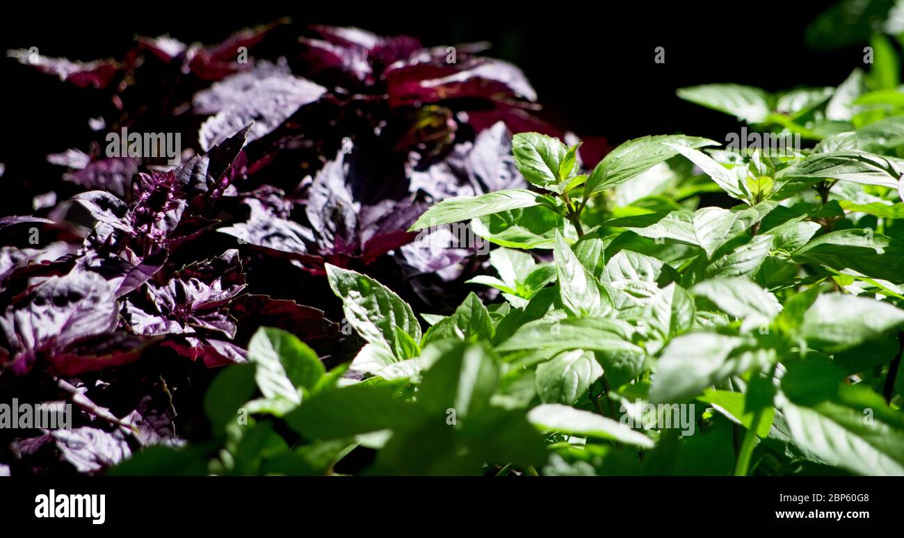 Different types of basil herb plants on sale on a market stall in