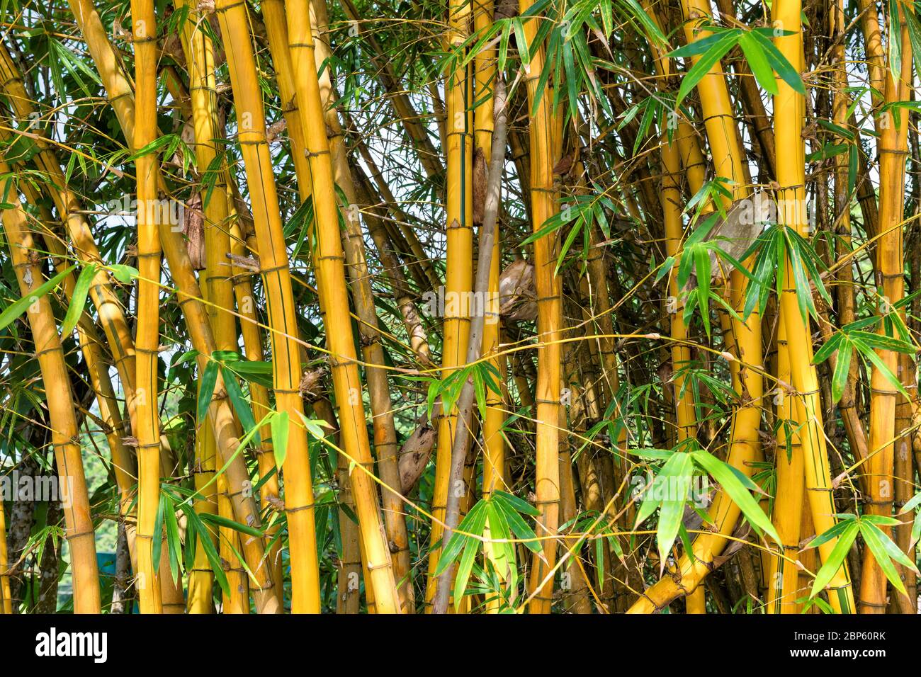Bamboo forest at sunset, Natural background. Stock Photo