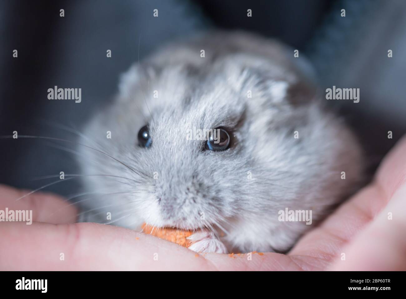 Concept of pet love. Cute little hamster pet holding on the hands