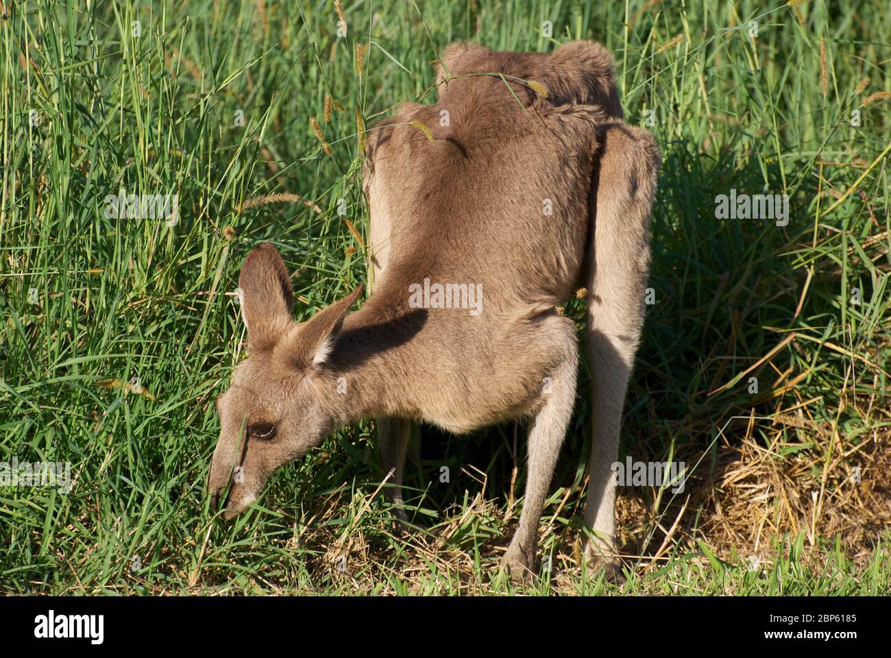 Eastern grey kangaroo group hires stock photography and images Alamy
