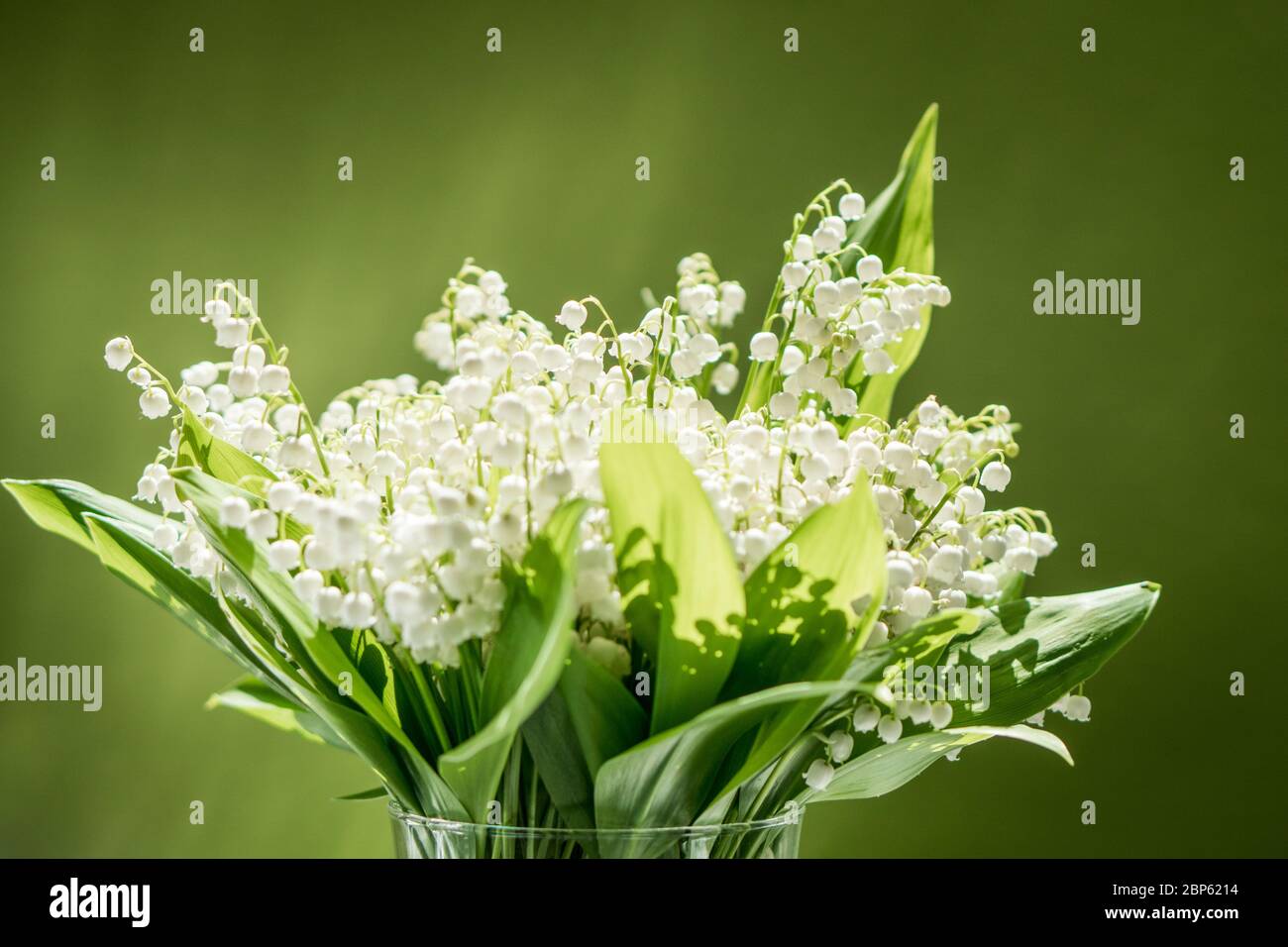 Bouquet of lilies of the valley in a glass vase on a green background ...