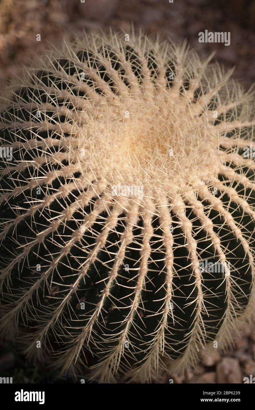 Echinocactus grusonii Stock Photo