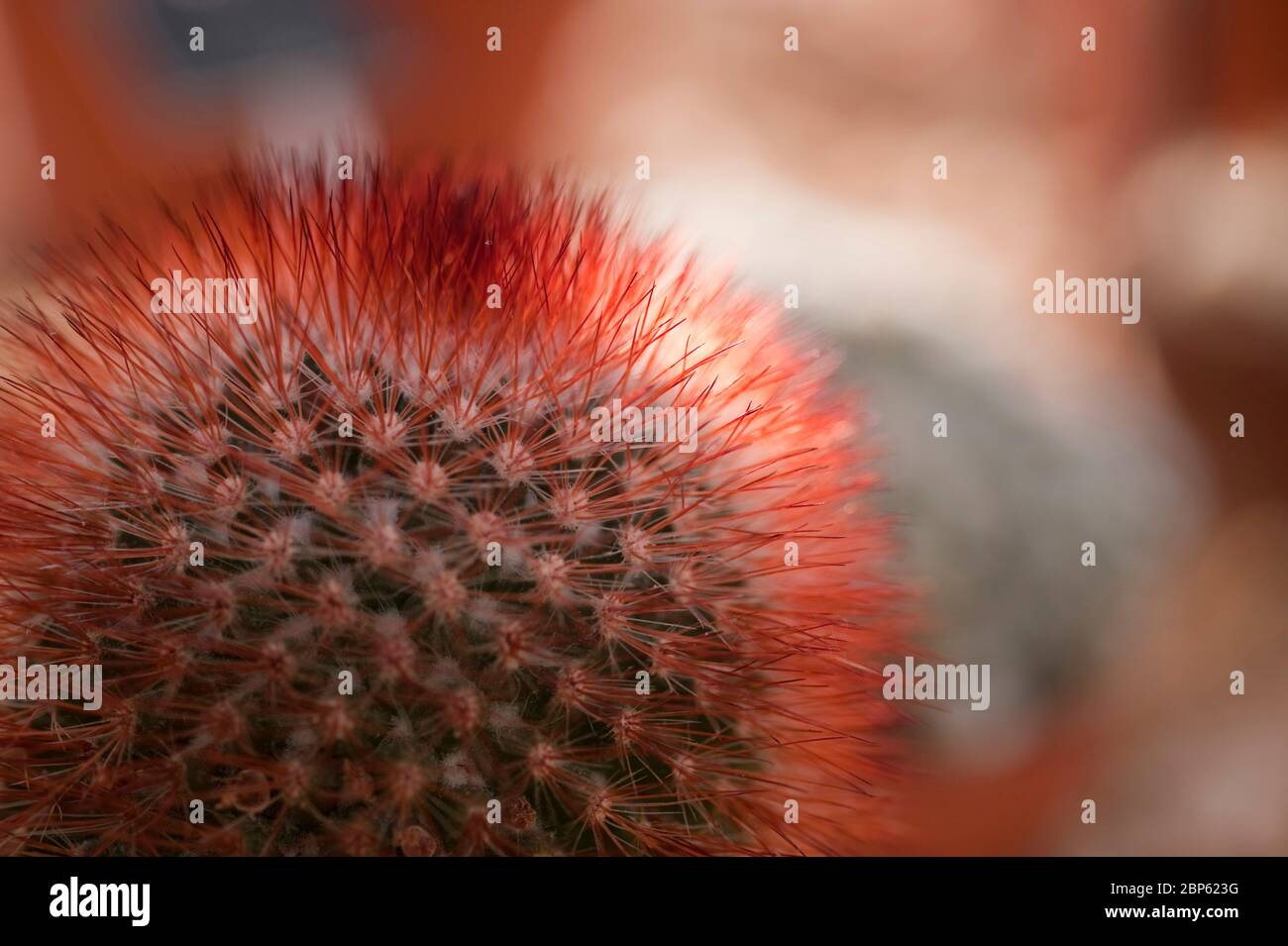 Mammillaria spinosissima cactus Stock Photo