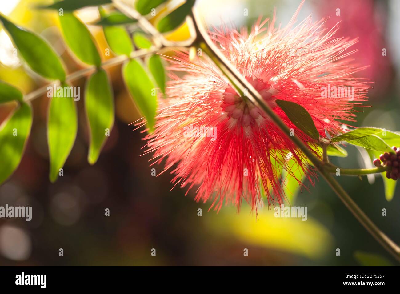 Calliandra haematocephala, Red Powderpuff Stock Photo - Alamy