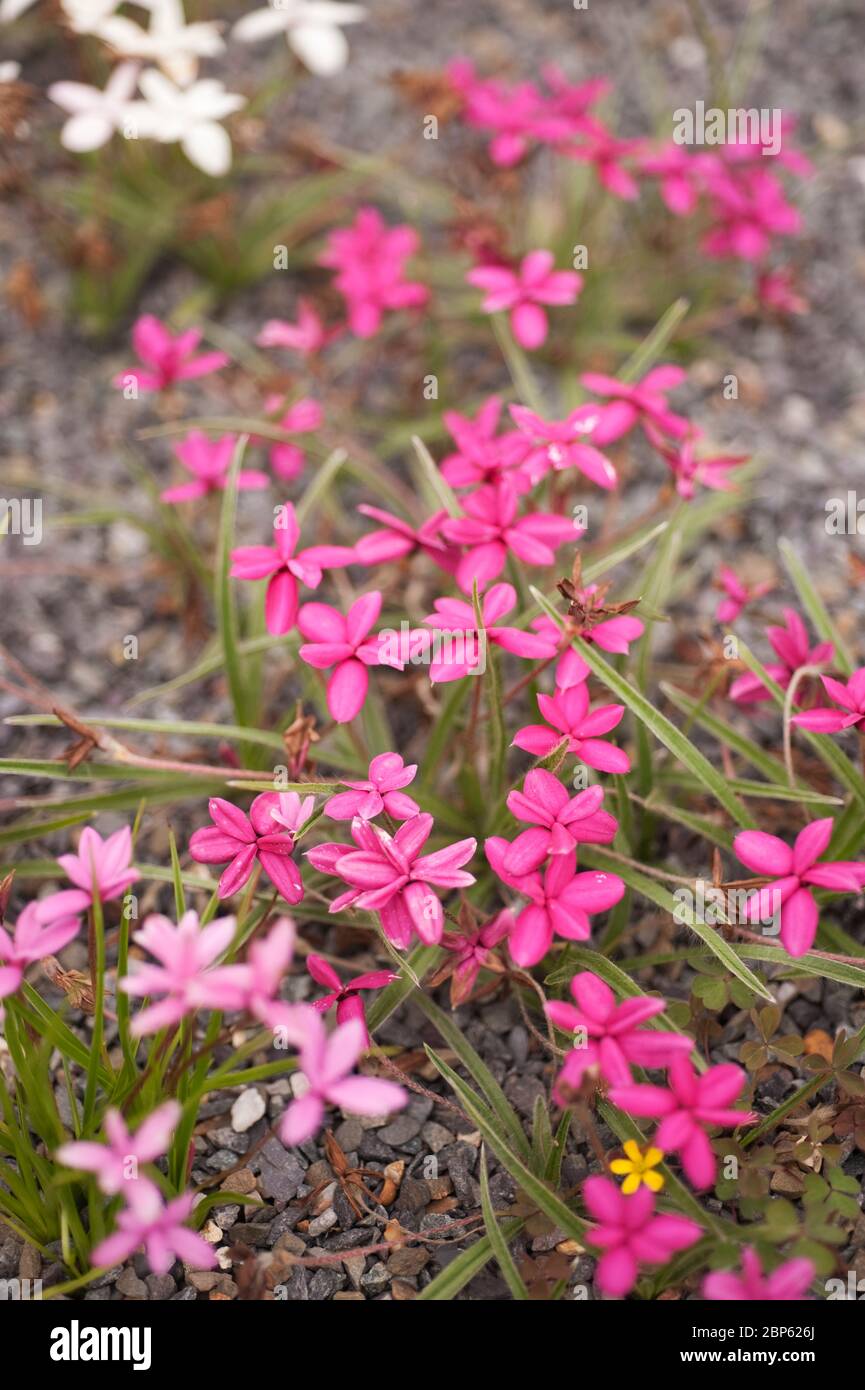 Rhodohypoxis growing though a gravel bed Stock Photo