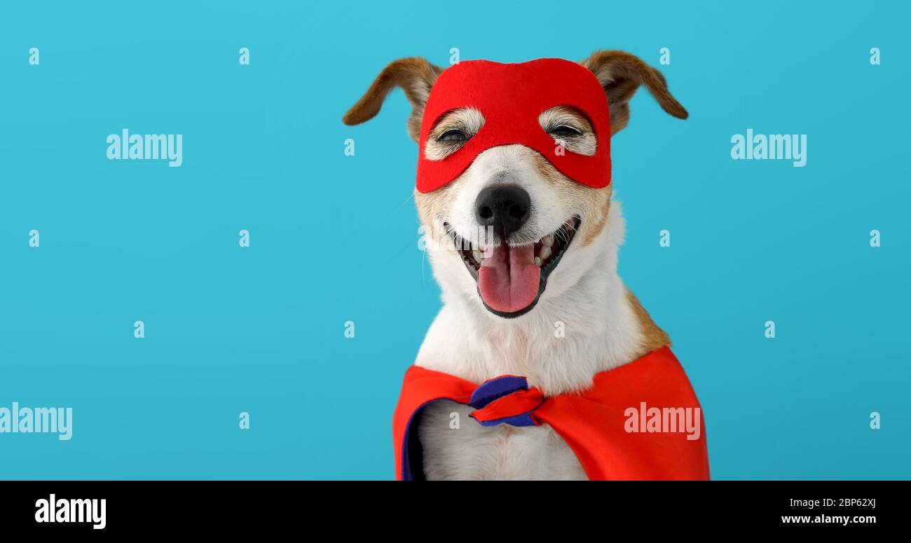 Dog super hero costume Stock Photo Alamy
