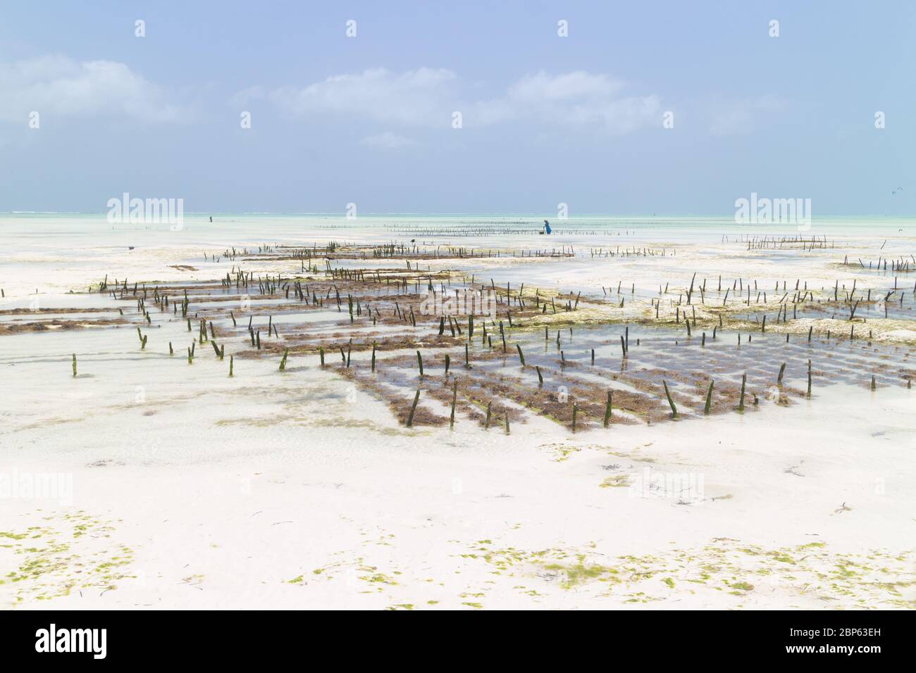 Rows of seaweed on a seaweed farm, Paje, Zanzibar island, Tanzania Stock Photo