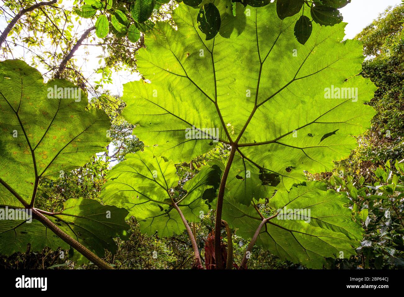 Large leaves in the cloudforest of La Amistad national park, Chiriqui province, Republic of Panama. Stock Photo