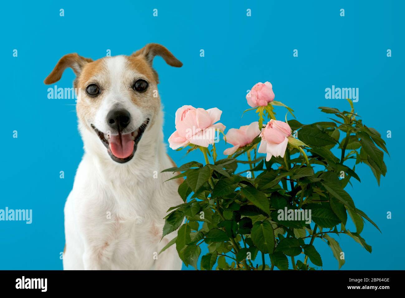 Adorable dog with flowers on blue background Stock Photo