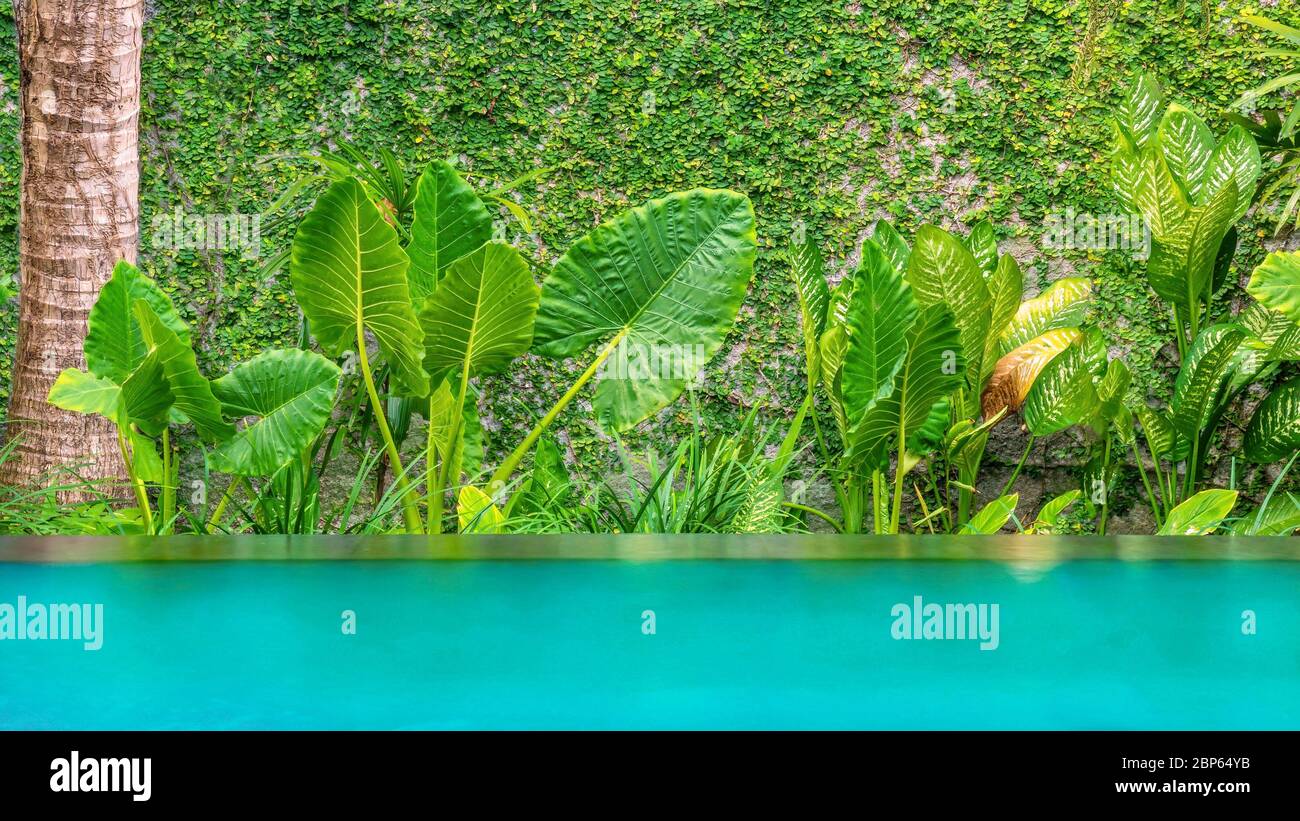 Climbing plants in a garden hi-res stock photography and images - Alamy