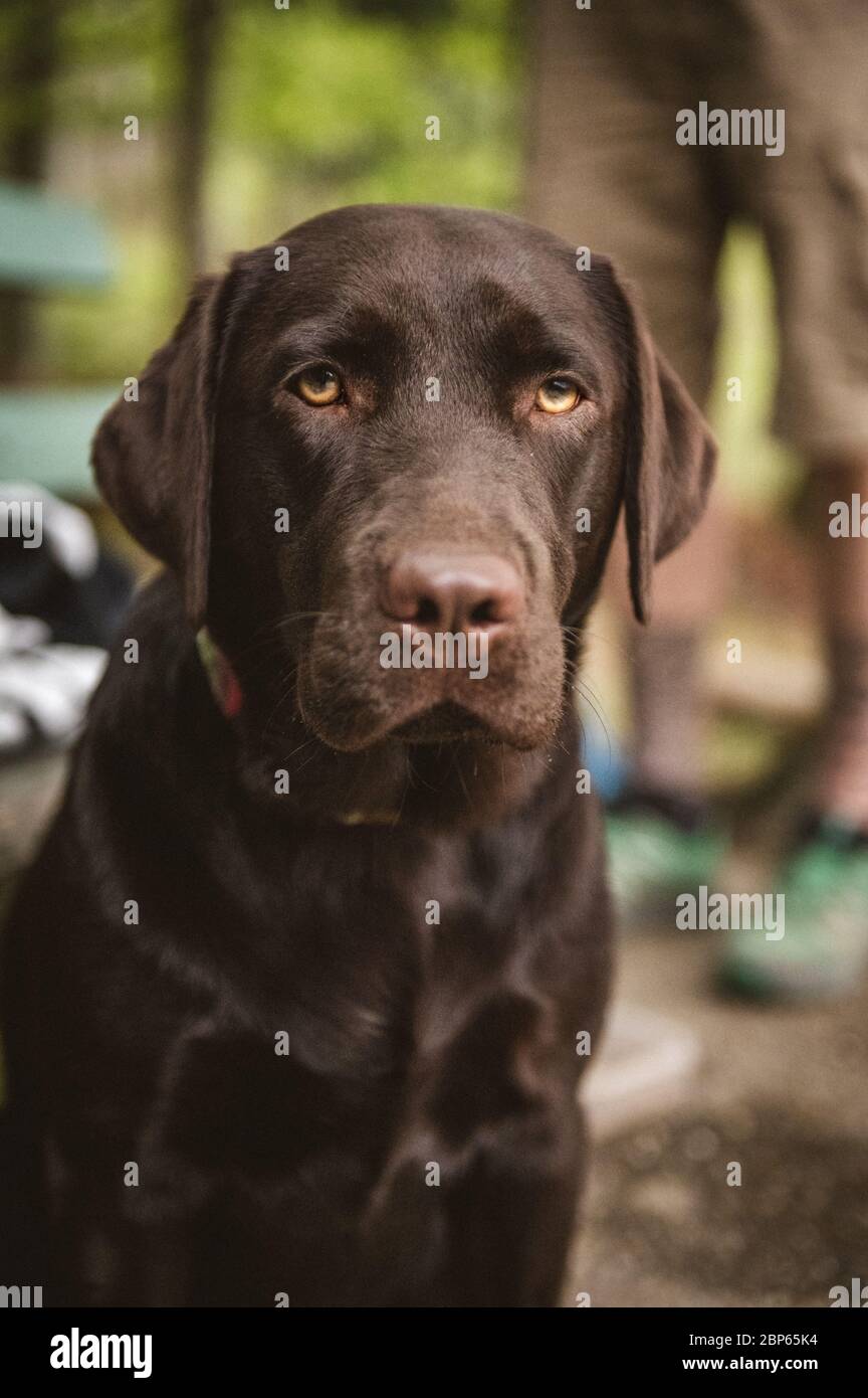 portrait of a young brown labrador retriever Stock Photo