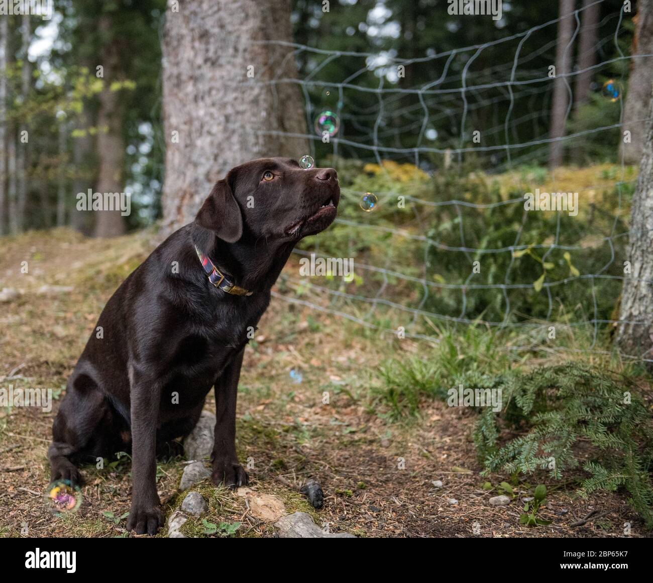 brown labrador retriever playing with soap bubbles Stock Photo Alamy