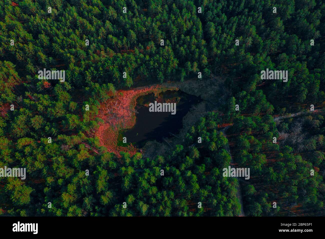 Small lake with pink acid shore in green forest shoted from drone Stock Photo