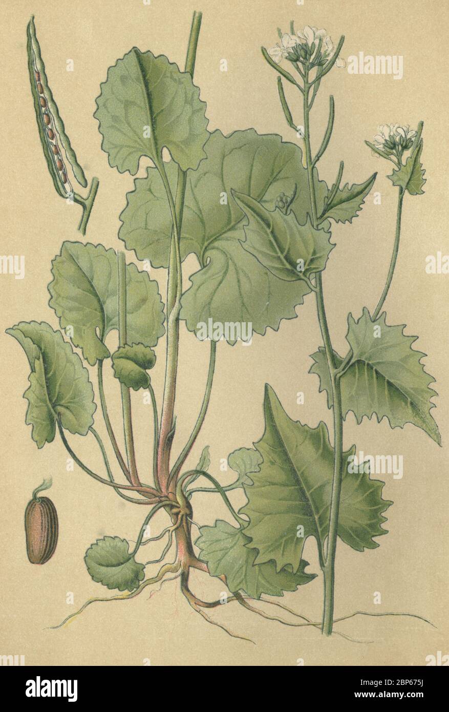 Medicinal plant Flixweed, Garlic Mustard, Hedge garlic, allaria officinalis, Sisymbrium alliaria / Heilpflanze Knoblauchsrauke, Gemeines Lauchkraut, Knoblauchhederich, allaria officinalis, Sisymbrium alliaria, Historisch, historical, digital improved reproduction of an original from the 19th century / digitale Reproduktion einer Originalvorlage aus dem 19. Jahrhundert Stock Photo