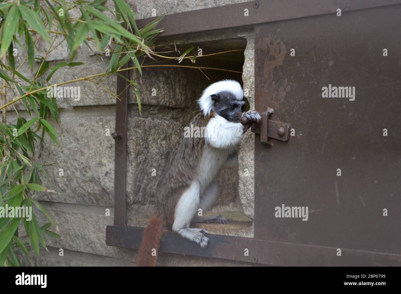 A Cotton-Top Tamarin (Saguinus Oedipus) standing up and using its hands to open the door to its enclosure - unlocking its cage to escape Stock Photo