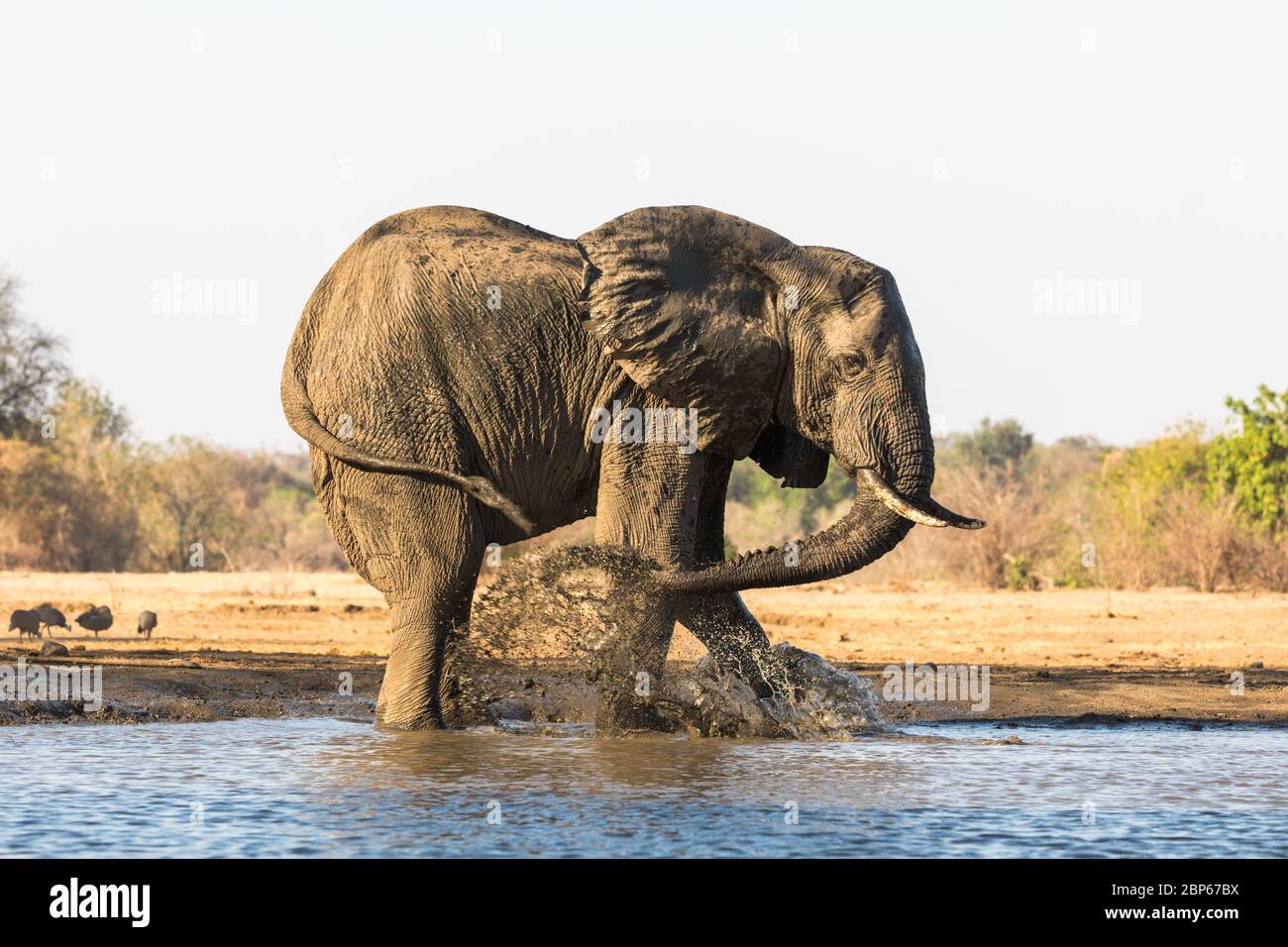 Elephants near a hide at the waterhole of Kavinga Safari Camp, Zimbabwe Stock Photo