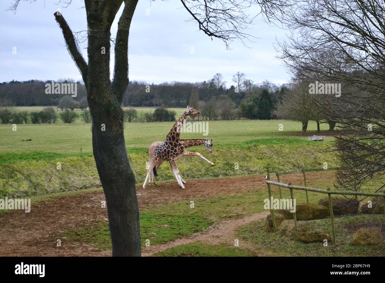 Two giraffes in a field, using their necks and legs to fight. Winter tree in foreground Stock Photo