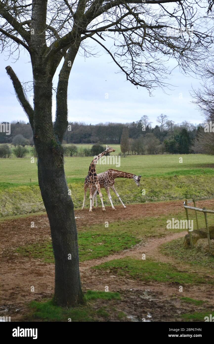 Two giraffes in a field, using their necks to fight. Winter tree in foreground Stock Photo
