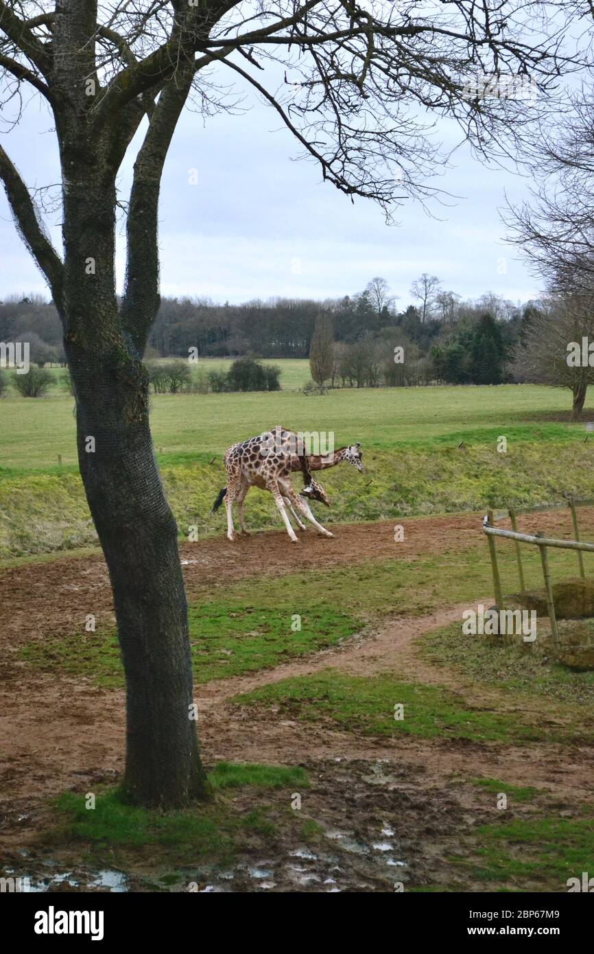Two giraffes in a field, using their necks to fight. Winter tree in foreground Stock Photo